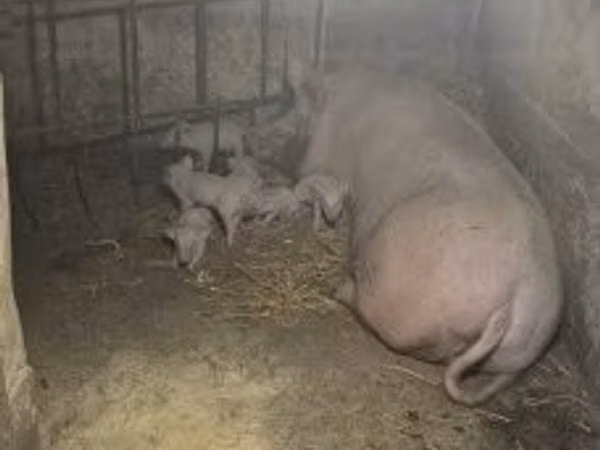 Sow,  — Hungary