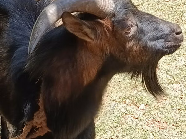 Бузғола, Toggenburg goat — Кения