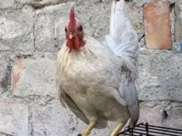Serama