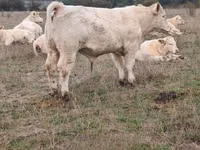 Bulle, Charolais cattle — Foto 2