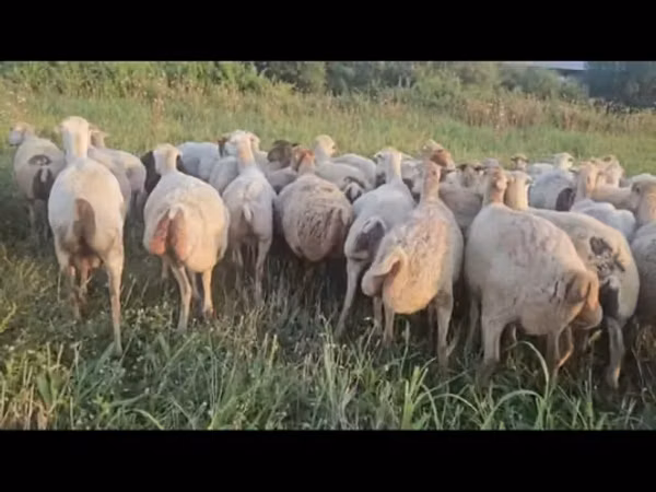 암양, 양 — 아제르바이잔