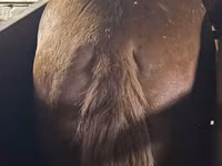 Horse (M), Horses — photo 2