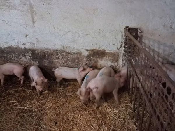 Scrofa, Maiali — Ungheria