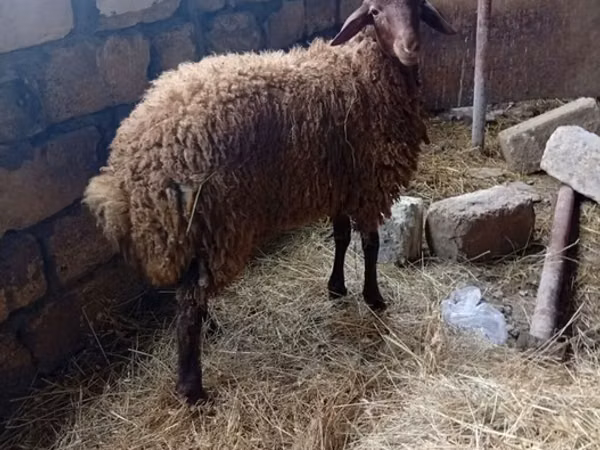 Ram, Schapen