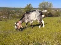 Goat, Nubian Goat — photo 3