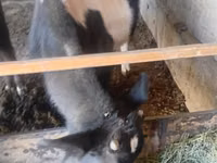 Bull, Cattle — photo 4
