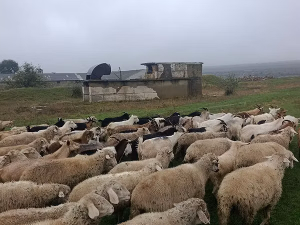 母羊, Sheep