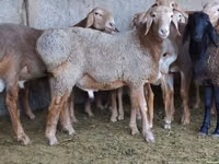 የጎትት አውራ በግ, Sheep — ፎቶ 3