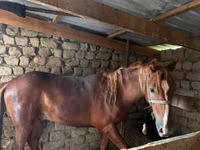 Madyan, Atlar — foto 3