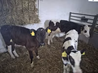 Vache, Russian Black pied cattle — photo 1