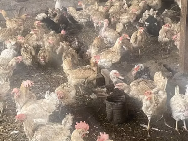 Chickens — Kyrgyzstan