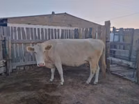 Cow, Simmental cattle — photo 1