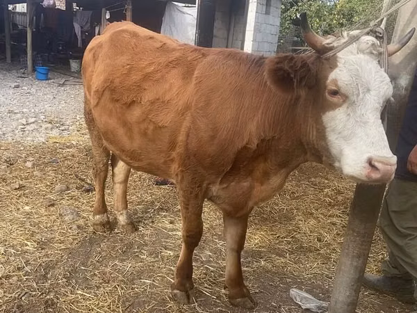 Cow, Swiss cattle