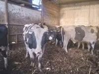 सांड, Russian Black pied cattle — फ़ोटो 2