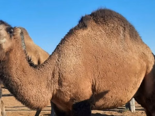 Kamile (partija, pol nije naveden), Kazakh Bactrian camel