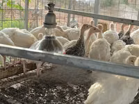 Turkeys — foto 7