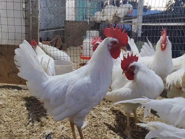 Leghorn — Kyrgyzstan