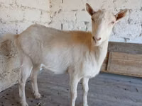 Goat, Saanen goat — photo 2