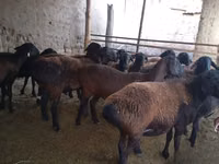 میش, گوسفند — عکس 3