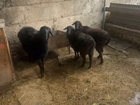 Ram, Sheep — photo 3