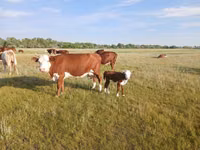 Vache, Latvian Blue cattle — photo 1