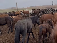 Mare, Horses — photo 2