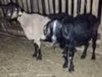 ஆண் வெள்ளாடு, வெள்ளாடுகள் — புகைப்படம் 6