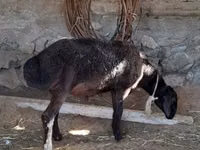 Ram, Sheep — photo 1