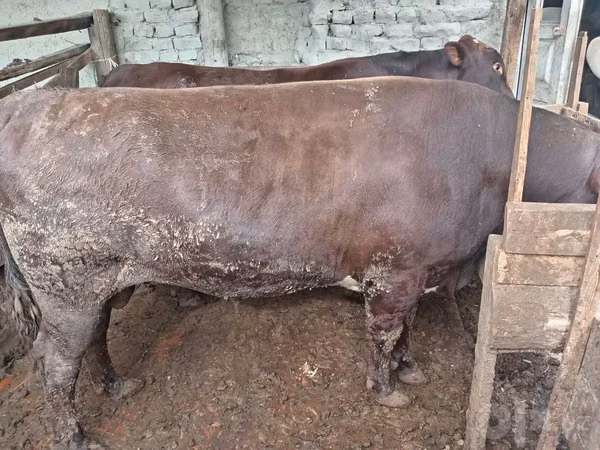 公牛, Cattle — 乌兹别克斯坦
