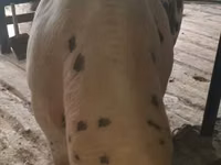 Bull, Simmental cattle — photo 2