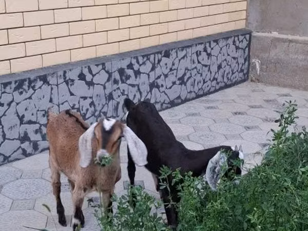 Goat, Nubian Goat — Kazakhstan