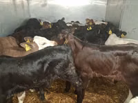 Bull, Cattle — photo 3