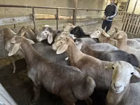Овен, Rhon sheep — снимка 1