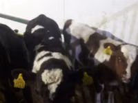 Bik, Simmental cattle — fotografija 6
