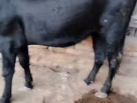 母牛, Cattle — 照片 3