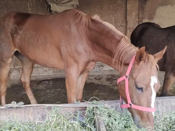 Horse (M), Orlov Trotter — Uzbekistan