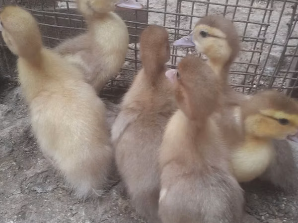 Ducks
