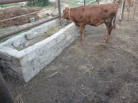 Cow, Simmental cattle — photo 5