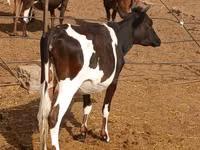 Sapi, Russian Black pied cattle — foto 2