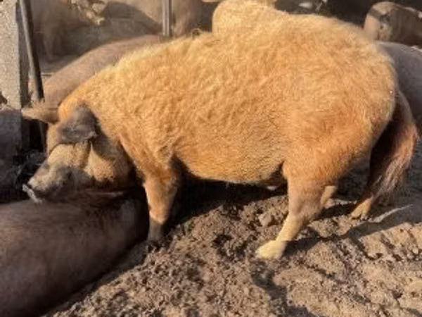 Pigs (batch, sex not specified), 