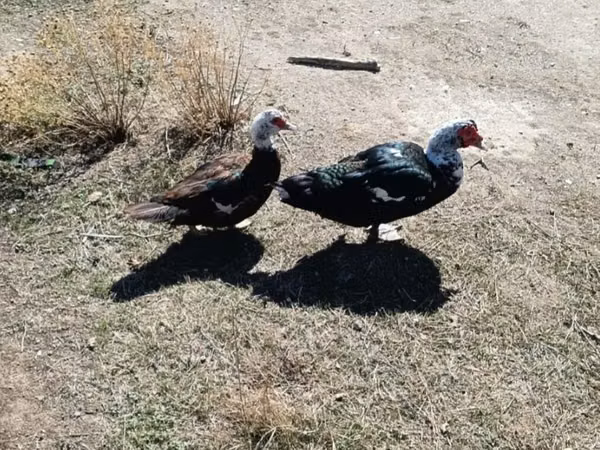 Ducks — আজারবাইজান