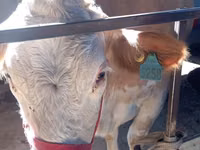 วัวตัวเมีย, Simmental cattle — รูปภาพ 7