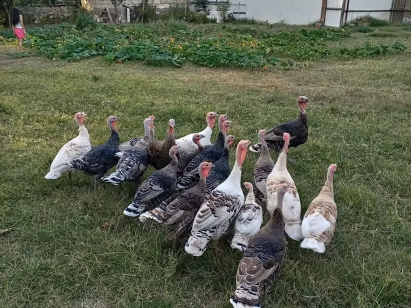 Turkeys — Azerbaijan