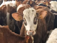گاو و گوساله (گروه، جنسیت مشخص نشده), Simmental cattle — عکس 5