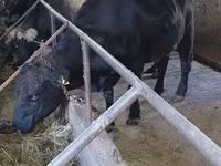 Cow, Aberdeen-Angus — photo 2