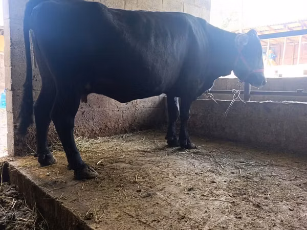Cow, Cattle