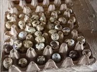 Quails — photo 3