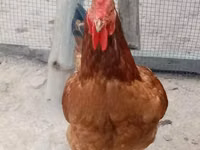 Chickens — foto 4