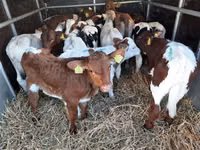 Boğa, Simmental cattle — foto 2