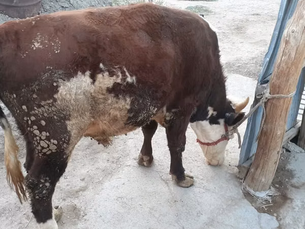 Bull, Kazakh White-headed cow — Kazakhstan